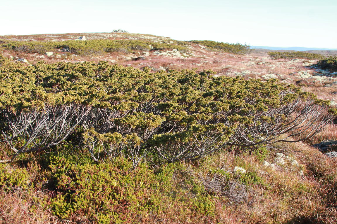 Klik på billedet for at lukke vinduet