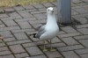 Klik på billedet for at se det i større format