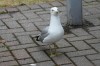 Klik på billedet for at se det i større format