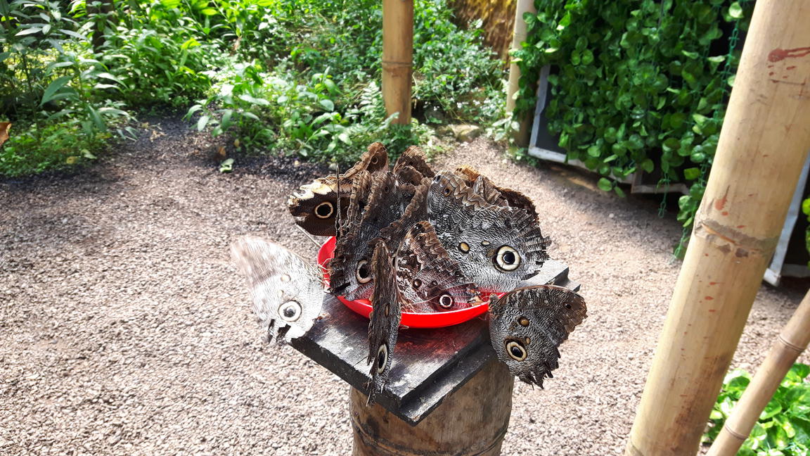Klik på billedet for at lukke vinduet
