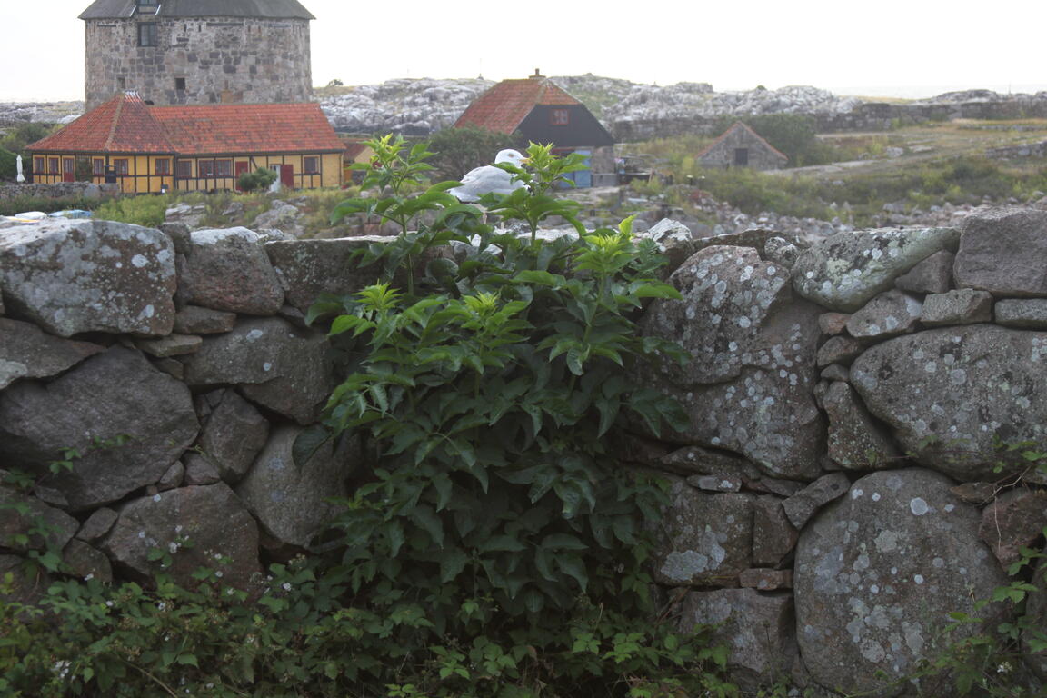 Klik på billedet for at lukke vinduet
