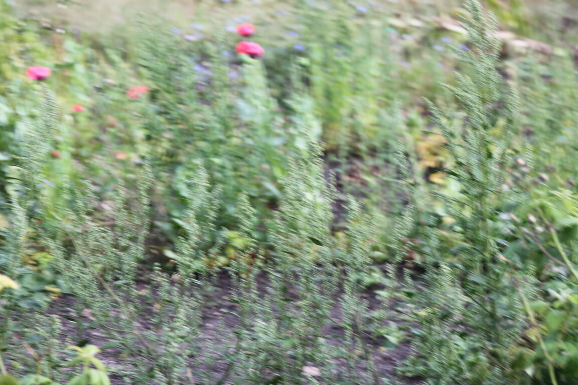 Klik på billedet for at lukke vinduet