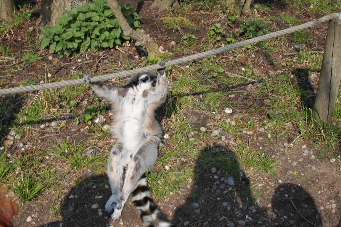 Klik på billedet for at lukke vinduet