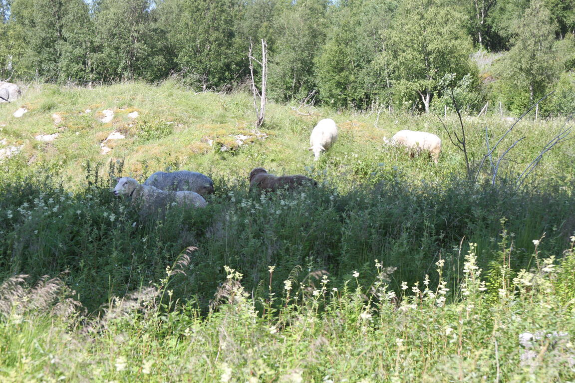 Klik på billedet for at lukke vinduet