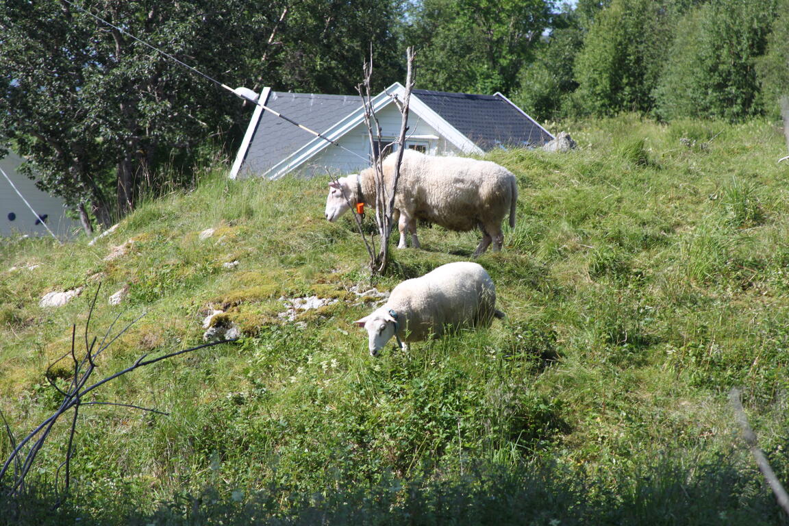 Klik på billedet for at lukke vinduet