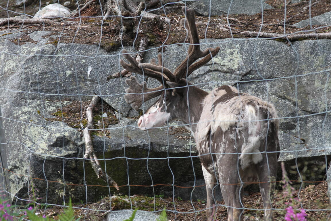 Klik på billedet for at lukke vinduet
